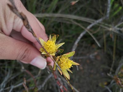 Leucadendron stelligerum, photographed by sharndreheuvel