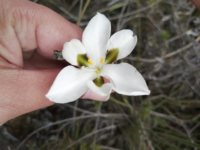 Aristea teretifolia, photographed by sharndreheuvel