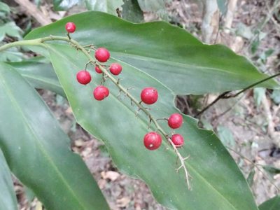 Alpinia oblongifolia, photographed by Toby Y