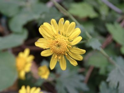 Chrysanthemum indicum, photographed by Toby Y