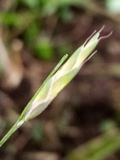 Bromus cebadilla, photographed by Joe Potter Butler