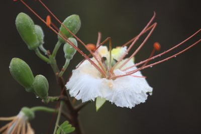 Delonix elata, photographed by Stephanie Dolrenry