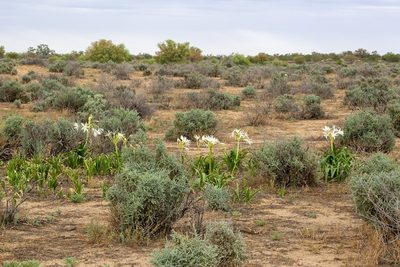 Crinum flaccidum, photographed by dhfischer