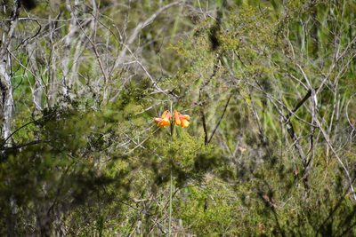 Blandfordia grandiflora, photographed by Thomas Mesaglio