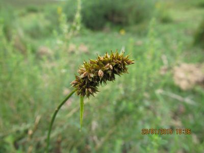 Carex subdivulsa, photographed by Santiago Martín-Bravo