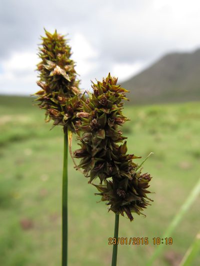 Carex subdivulsa, photographed by Santiago Martín-Bravo