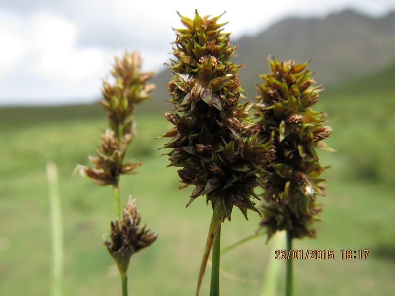 Carex subdivulsa, photographed by Santiago Martín-Bravo