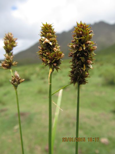 Carex subdivulsa, photographed by Santiago Martín-Bravo