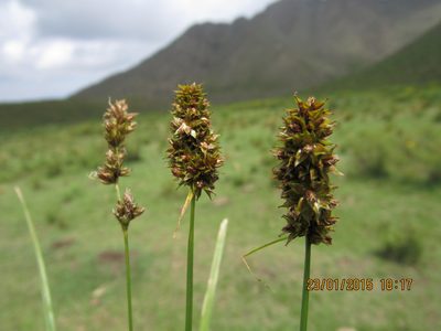 Carex subdivulsa, photographed by Santiago Martín-Bravo