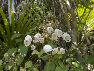 Jovellana sinclairii, photographed by Sebastian Doak
