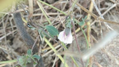 Blepharis maderaspatensis, photographed by Swarochi Tathagath