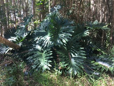 Philodendron bipinnatifidum, photographed by Thomas Mesaglio