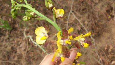 Eulophia streptopetala, photographed by Aaliyah Motala