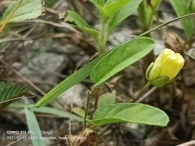 Merremia hirta, photographed by Ong Jyh Seng