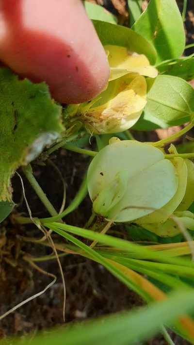 Macrotyloma coddii, photographed by Aaliyah Motala