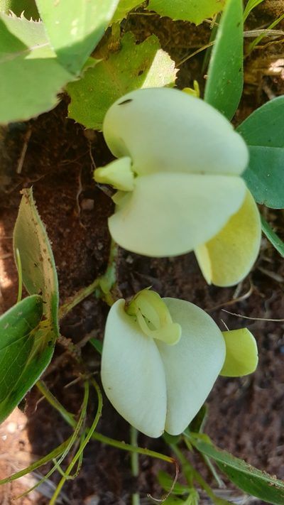 Macrotyloma coddii, photographed by Aaliyah Motala