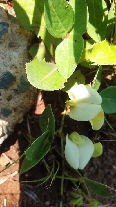 Macrotyloma coddii, photographed by Aaliyah Motala