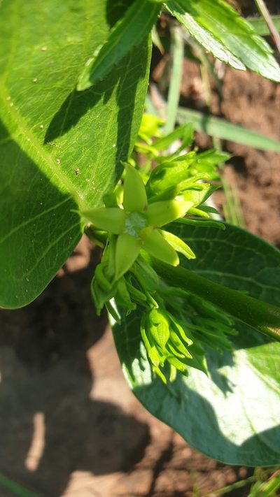 Vangueria latifolia, photographed by Aaliyah Motala