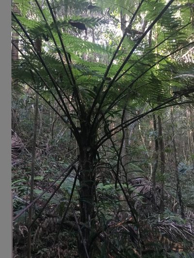 Sphaeropteris australis, photographed by dan_johnston