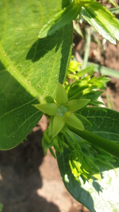 Vangueria latifolia, photographed by Aaliyah Motala