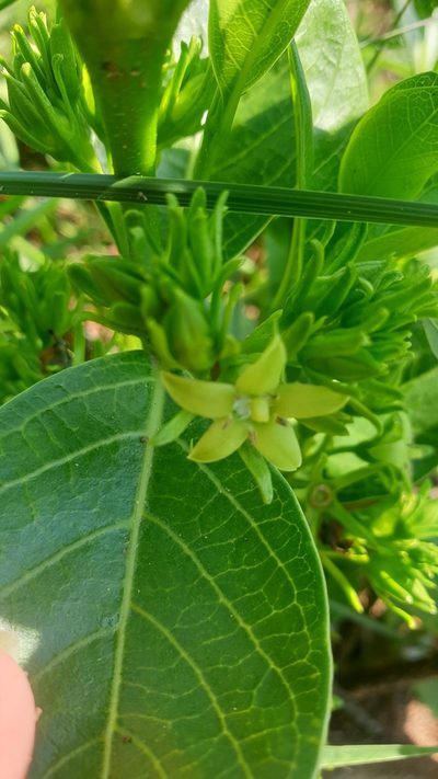 Vangueria latifolia, photographed by Aaliyah Motala