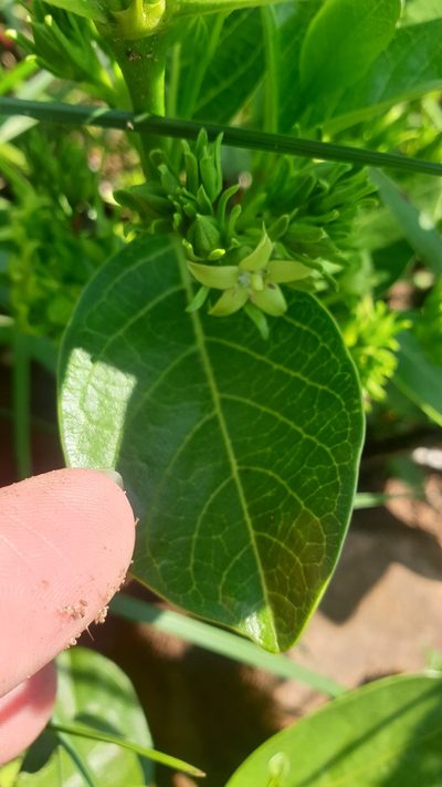 Vangueria latifolia, photographed by Aaliyah Motala