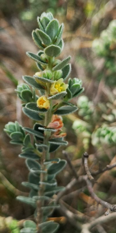 Clutia tomentosa, photographed by leandra-k_89