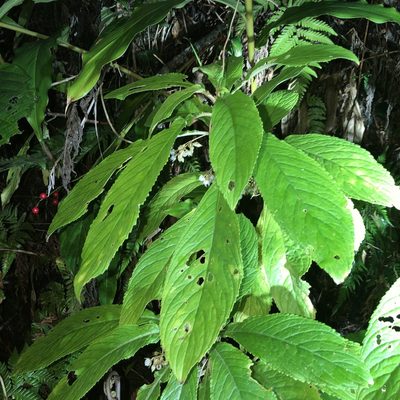 Rhynchotechum discolor, photographed by Takaaki Hattori