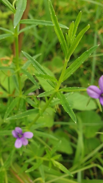 Monopsis stellarioides, photographed by Aaliyah Motala