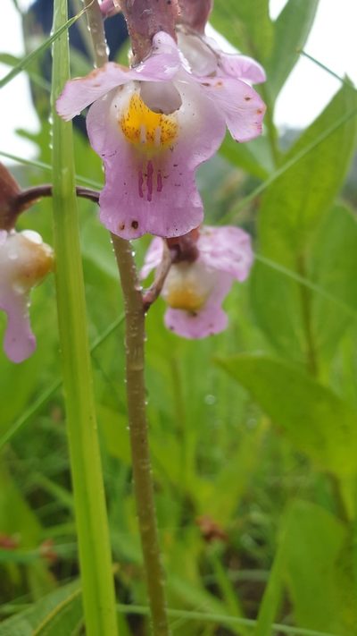 Eulophia cucullata, photographed by Aaliyah Motala
