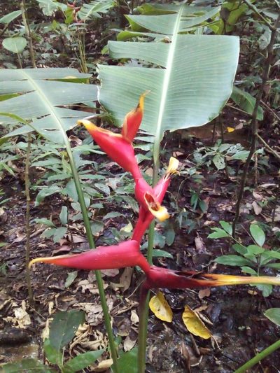 Heliconia spathocircinata, photographed by Victor Farjalla Pontes
