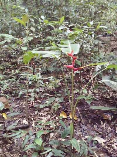 Heliconia spathocircinata, photographed by Victor Farjalla Pontes