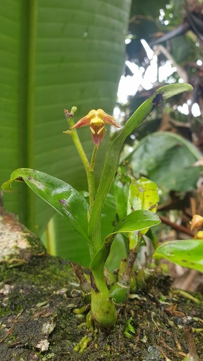 Polystachya sandersonii, photographed by Aaliyah Motala
