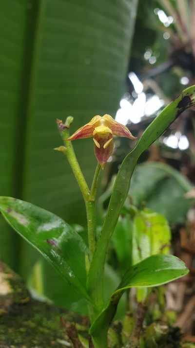 Polystachya sandersonii, photographed by Aaliyah Motala