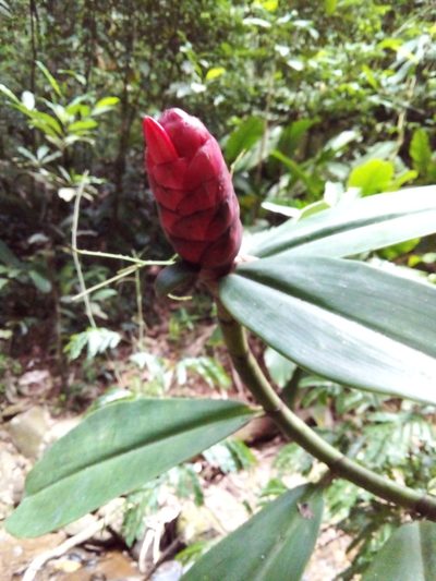 Costus spiralis, photographed by Victor Farjalla Pontes