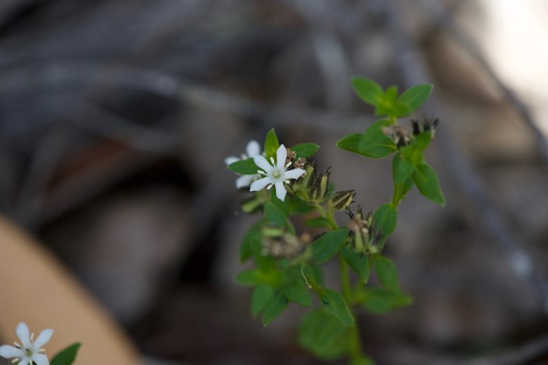 Orianthera serpyllifolia, photographed by Ruth Clark