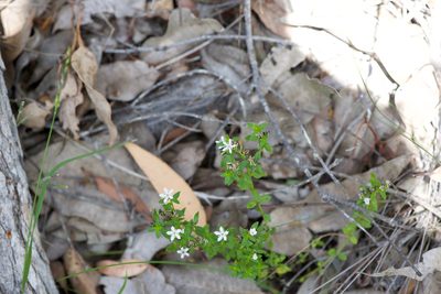 Orianthera serpyllifolia, photographed by Ruth Clark