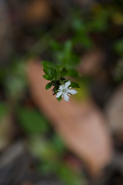 Orianthera serpyllifolia, photographed by Ruth Clark
