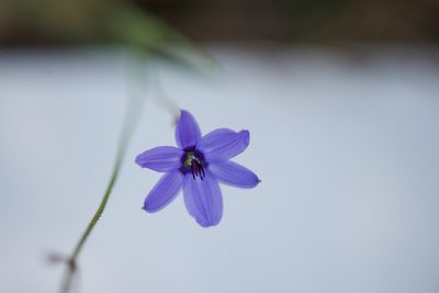 Agrostocrinum hirsutum, photographed by Ruth Clark