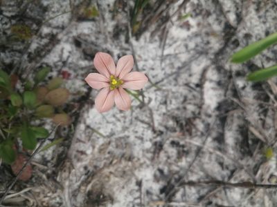Moraea flaccida, photographed by sharndreheuvel