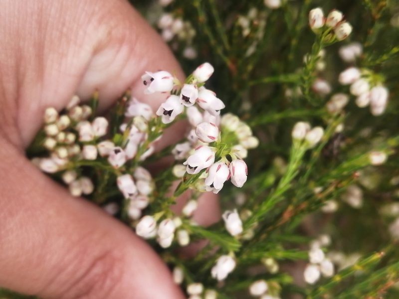 Erica margaritacea, photographed by sharndreheuvel