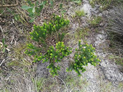 Erica margaritacea, photographed by sharndreheuvel