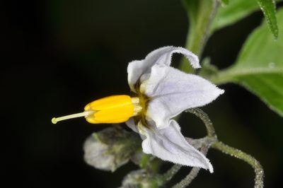 Solanum furcatum, photographed by aacocucci