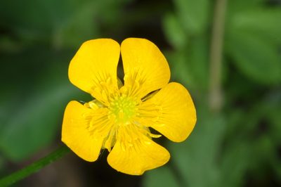 Ranunculus peduncularis, photographed by aacocucci