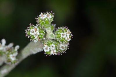 Adenocaulon chilense, photographed by aacocucci