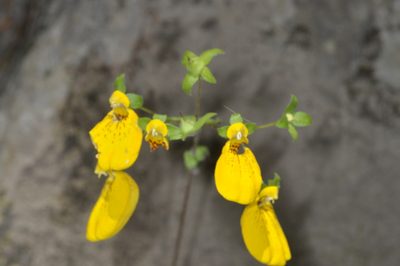 Calceolaria crenatiflora, photographed by aacocucci