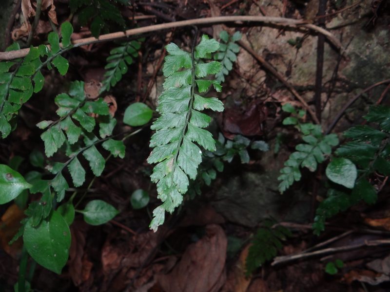 Hymenasplenium subnormale, photographed by 呂一起(Lyu yi-chi)