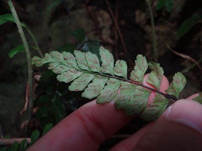 Hymenasplenium subnormale, photographed by 呂一起(Lyu yi-chi)