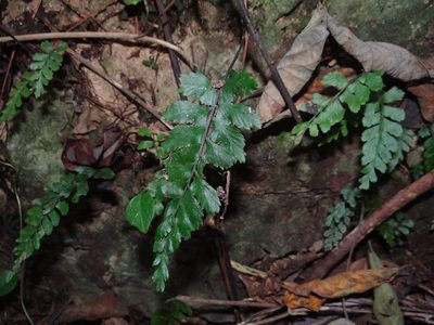Hymenasplenium subnormale, photographed by 呂一起(Lyu yi-chi)