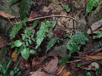 Hymenasplenium subnormale, photographed by 呂一起(Lyu yi-chi)